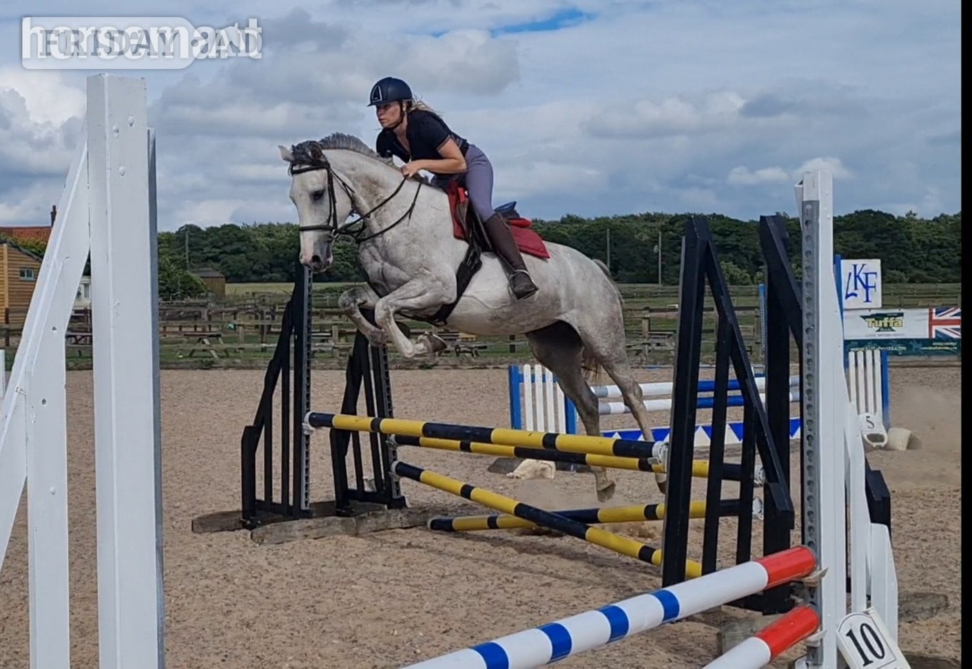 "Clover" Grey Mare All Rounder - Horses in King's Lynn