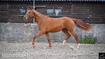"Ever Graceful JBH " Chestnut Filly Dressage Horse