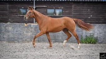 "Ever Graceful JBH " Chestnut Filly Dressage Horse