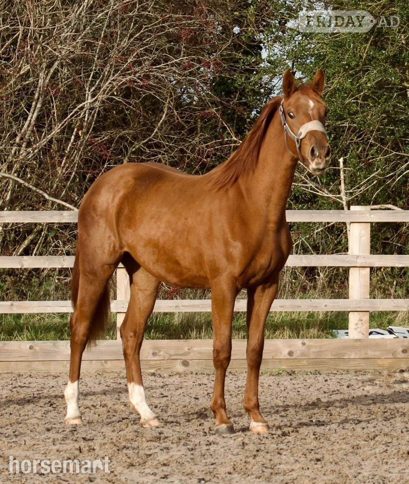 "Ever Graceful JBH " Chestnut Filly Dressage Horse