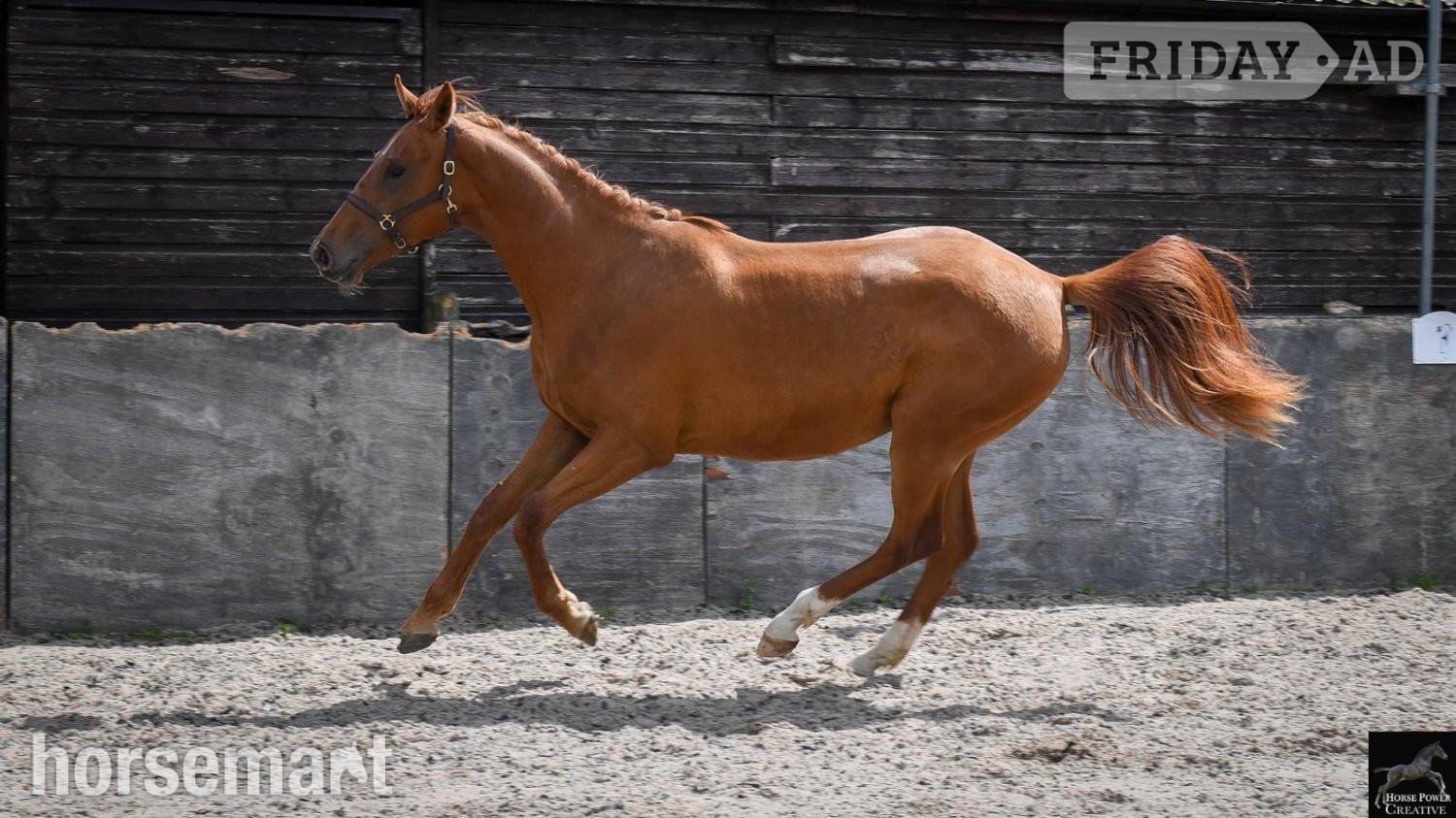 Leyland "Ever Graceful JBH " Chestnut Filly Dressage Horse