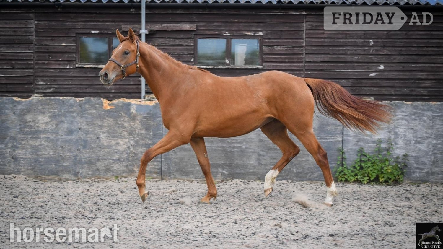"Ever Graceful JBH " Chestnut Filly Dressage Horse in Leyland
