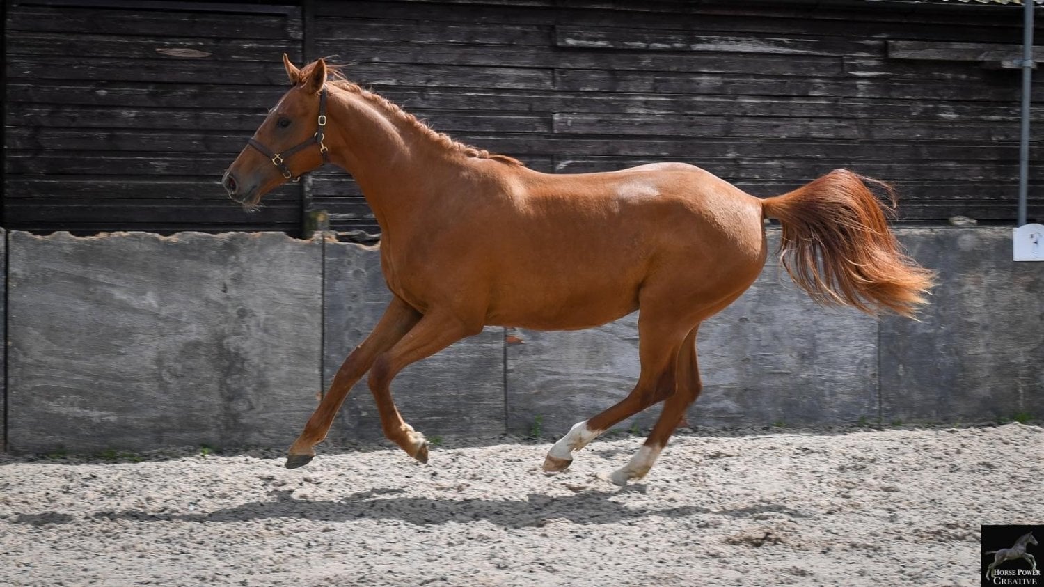 "Ever Graceful JBH " Chestnut Filly Dressage Horse