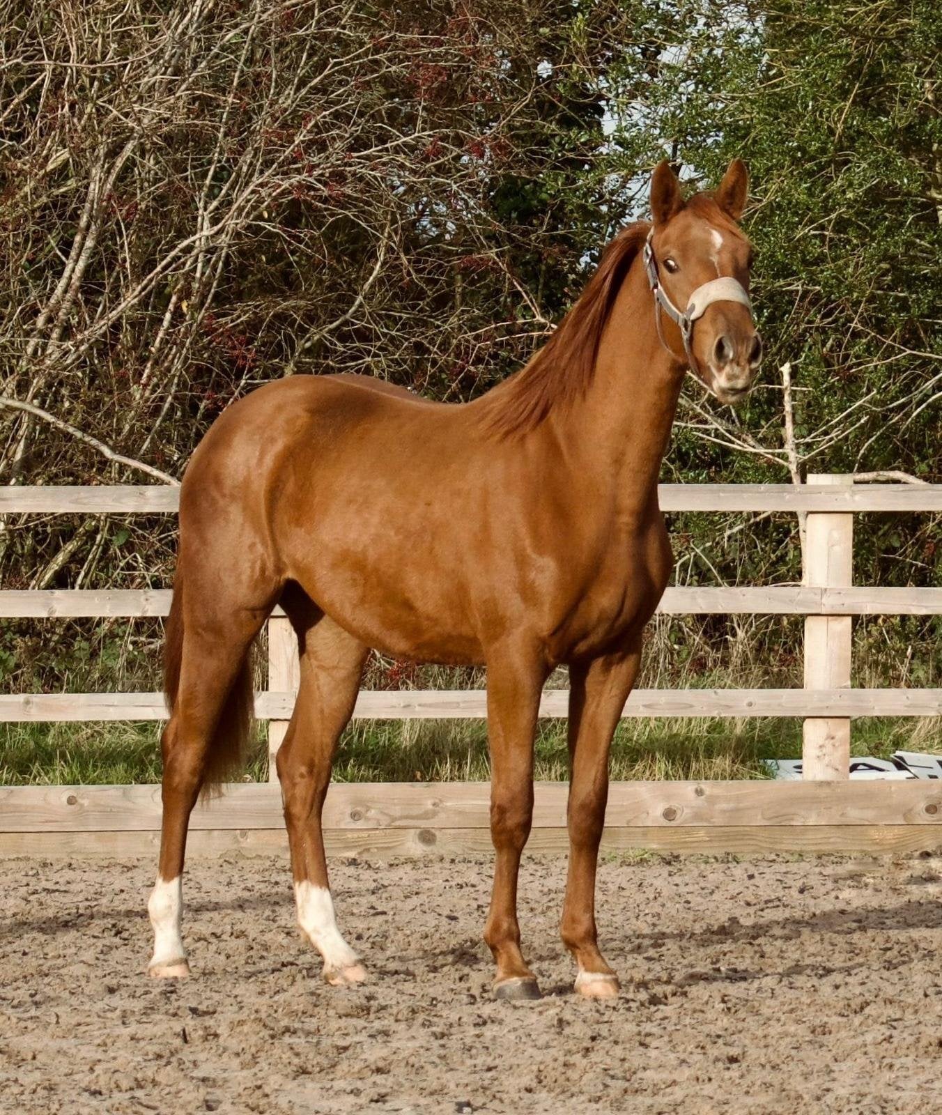 Leyland "Ever Graceful JBH " Chestnut Filly Dressage Horse