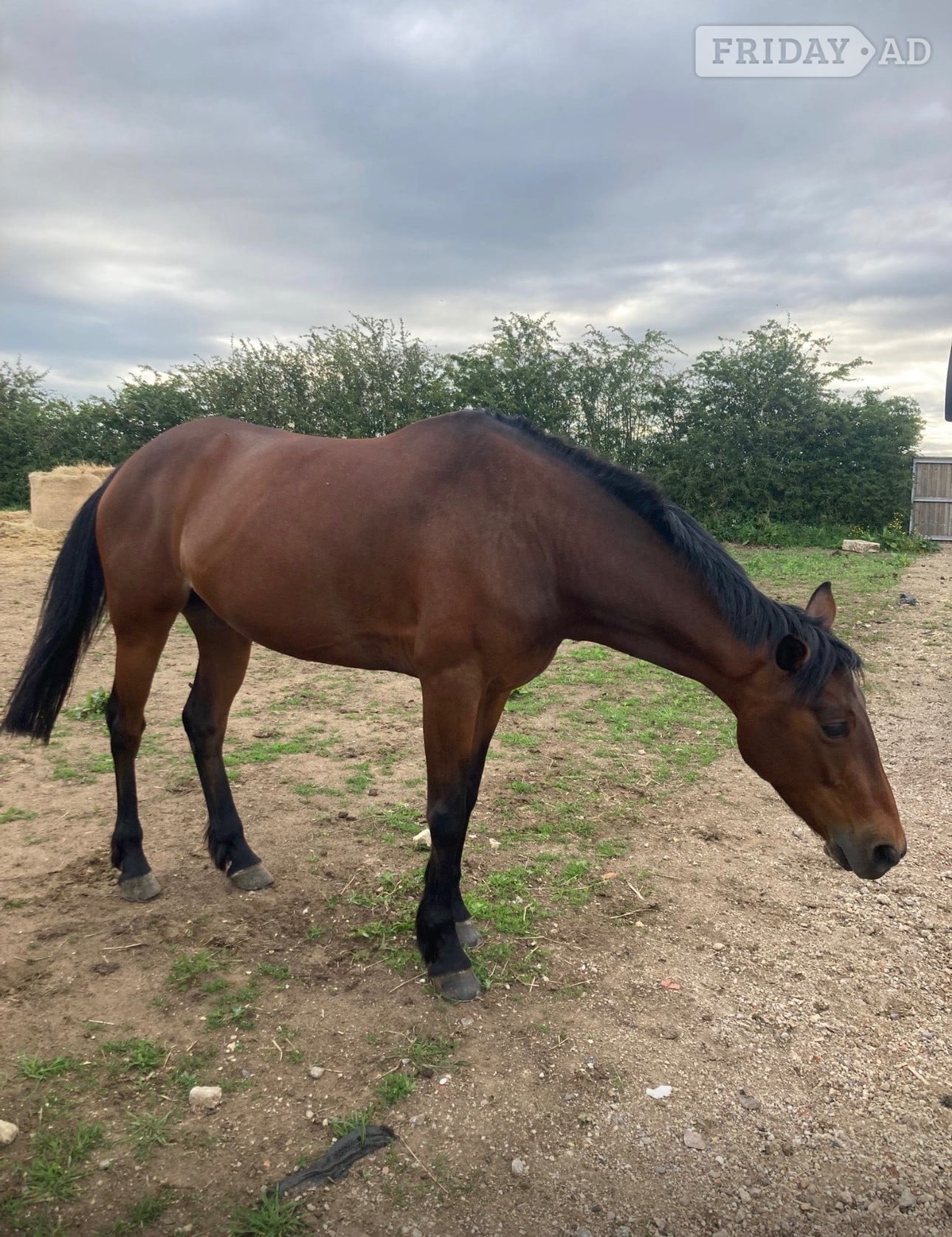 "Clara " Bay Mare All Rounder in York