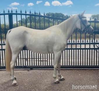 "Charlie " Grey Gelding All Rounder
