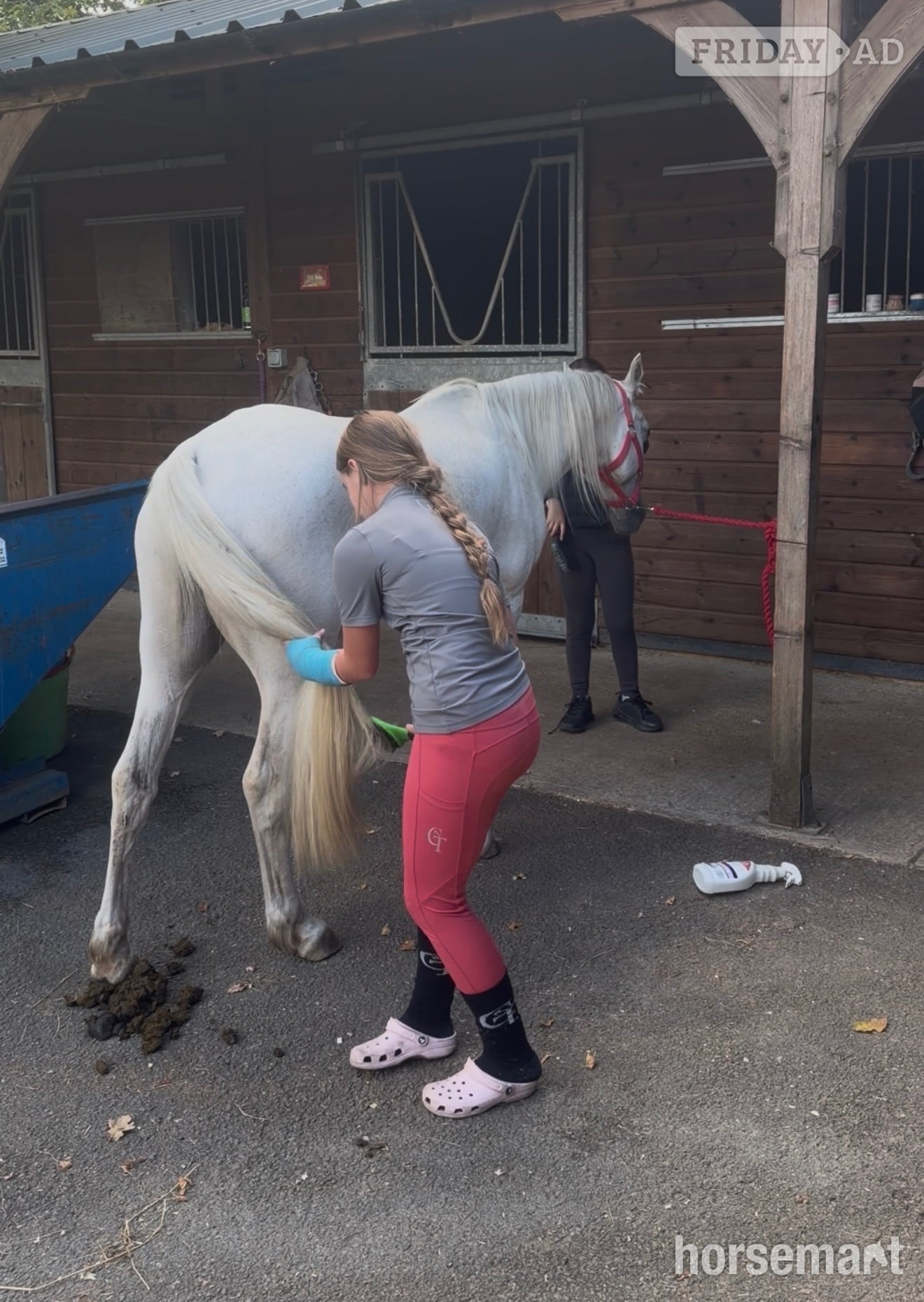 "Charlie " Grey Gelding All Rounder