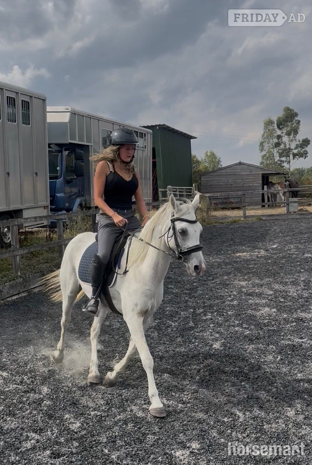 Ashford "Charlie " Grey Gelding All Rounder