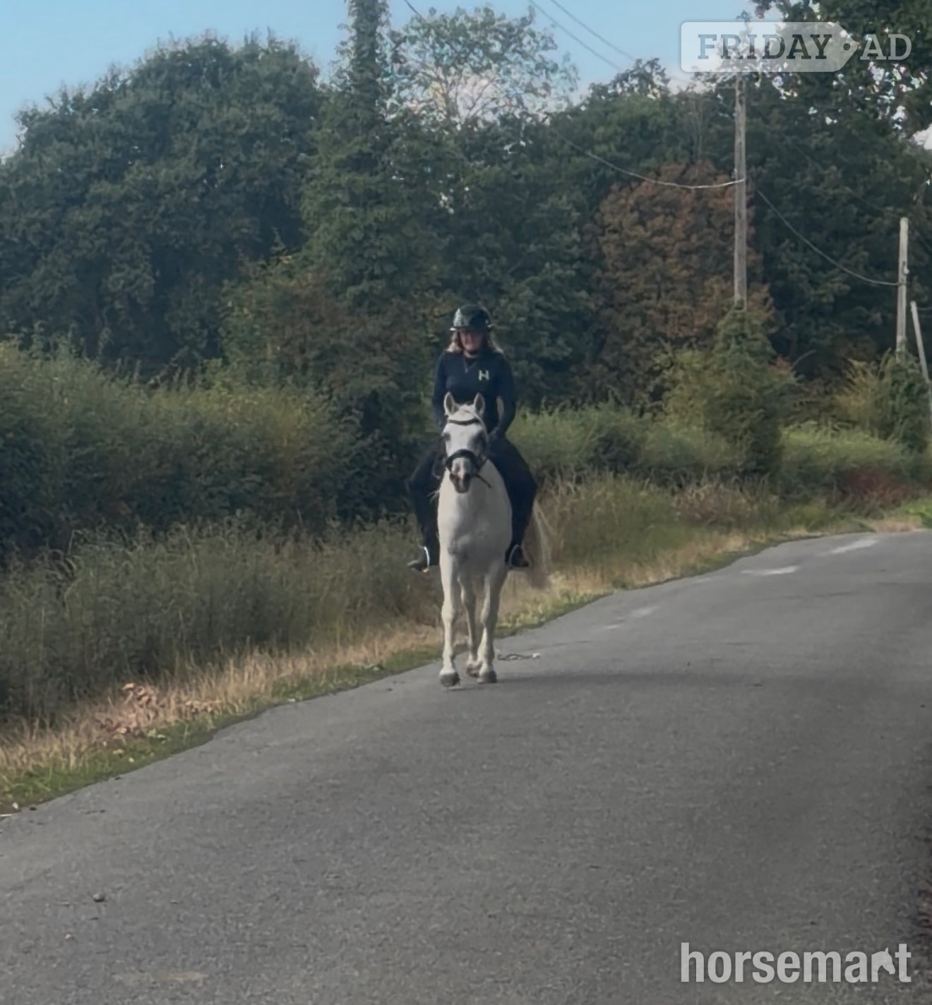 "Charlie " Grey Gelding All Rounder - Horses in Ashford