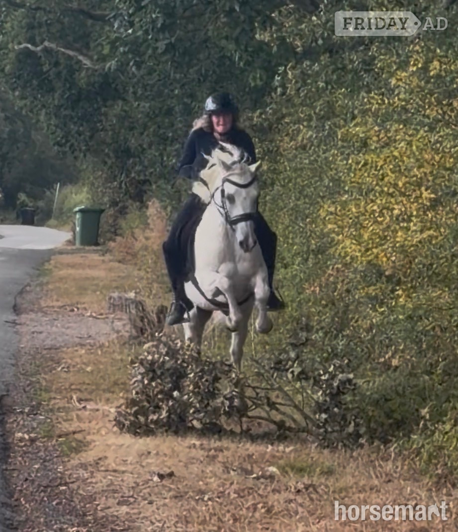 "Charlie " Grey Gelding All Rounder - Horses