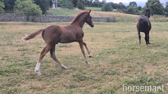 "Yggdrasil Rødhals" Chestnut Colt Youngstock / Foal