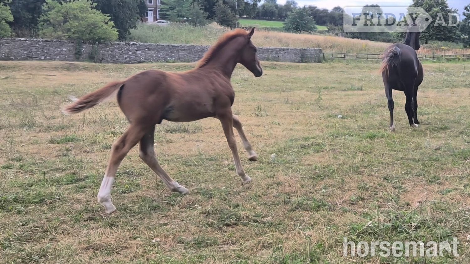 "Yggdrasil Rødhals" Chestnut Colt Youngstock / Foal in Leyburn