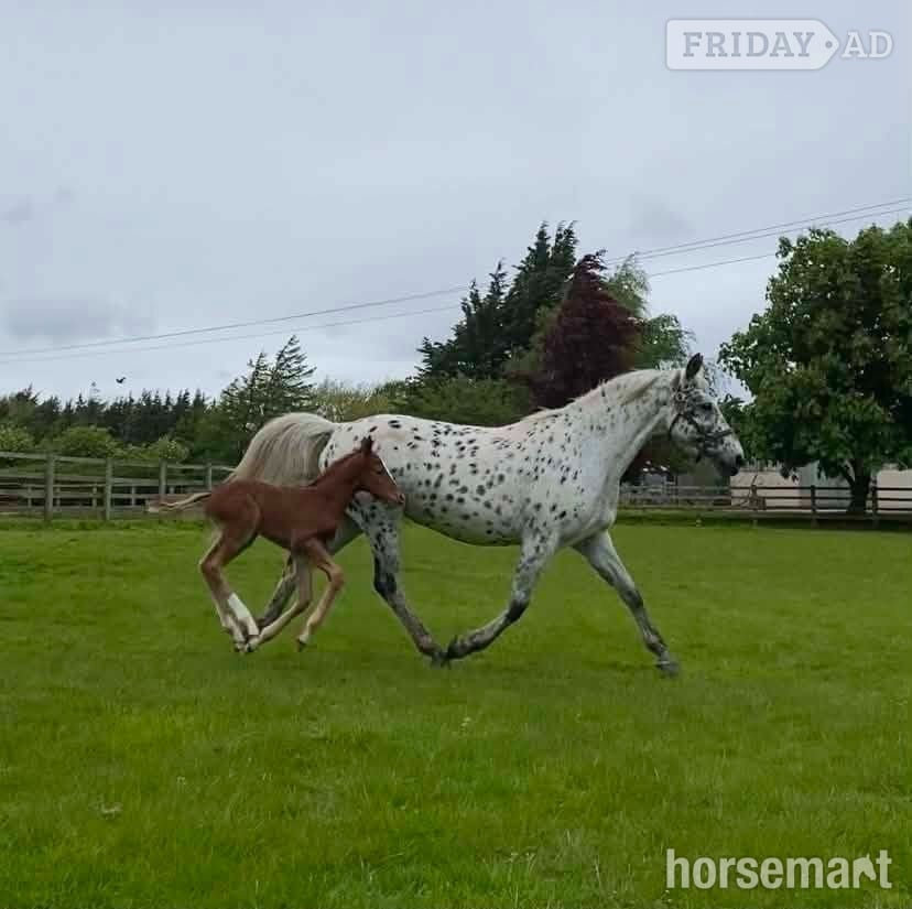 "Yggdrasil Rødhals" Chestnut Colt Youngstock / Foal