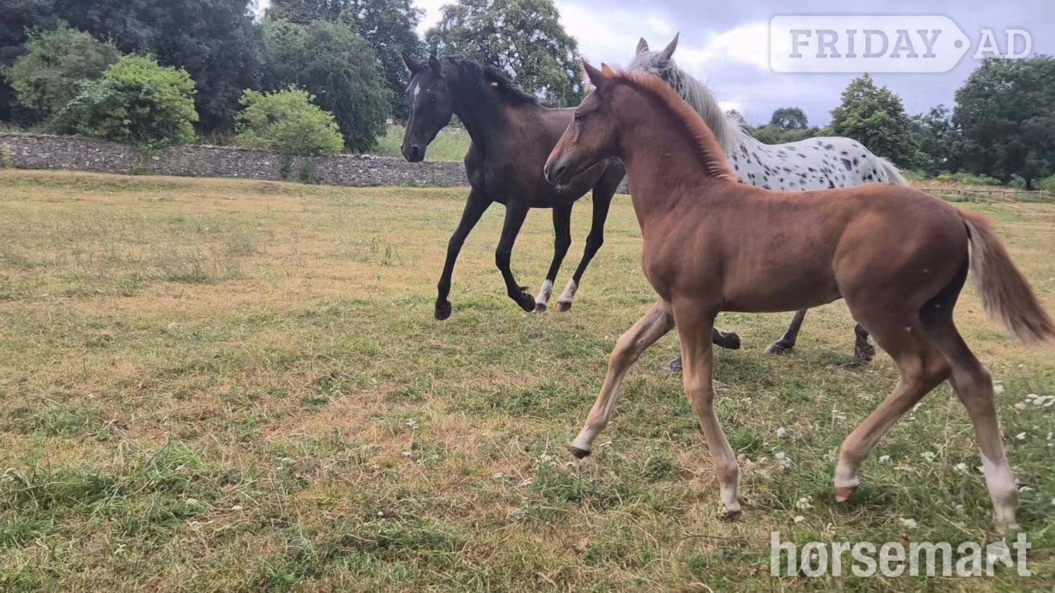 Leyburn "Yggdrasil Rødhals" Chestnut Colt Youngstock / Foal