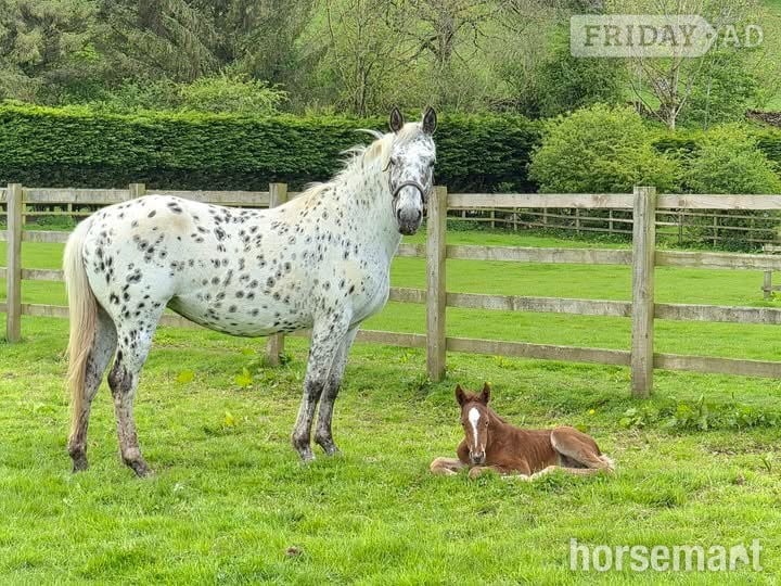 "Yggdrasil Rødhals" Chestnut Colt Youngstock / Foal - Horses in Leyburn