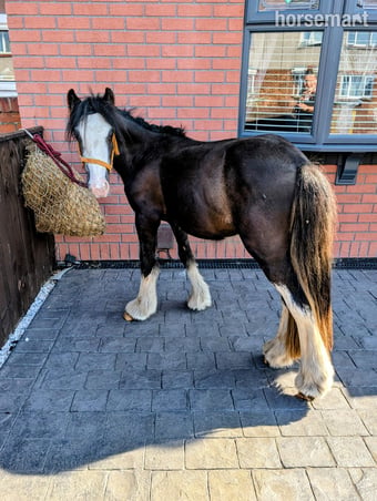 "Bullet" Other Colour Gelding Youngstock / Foal