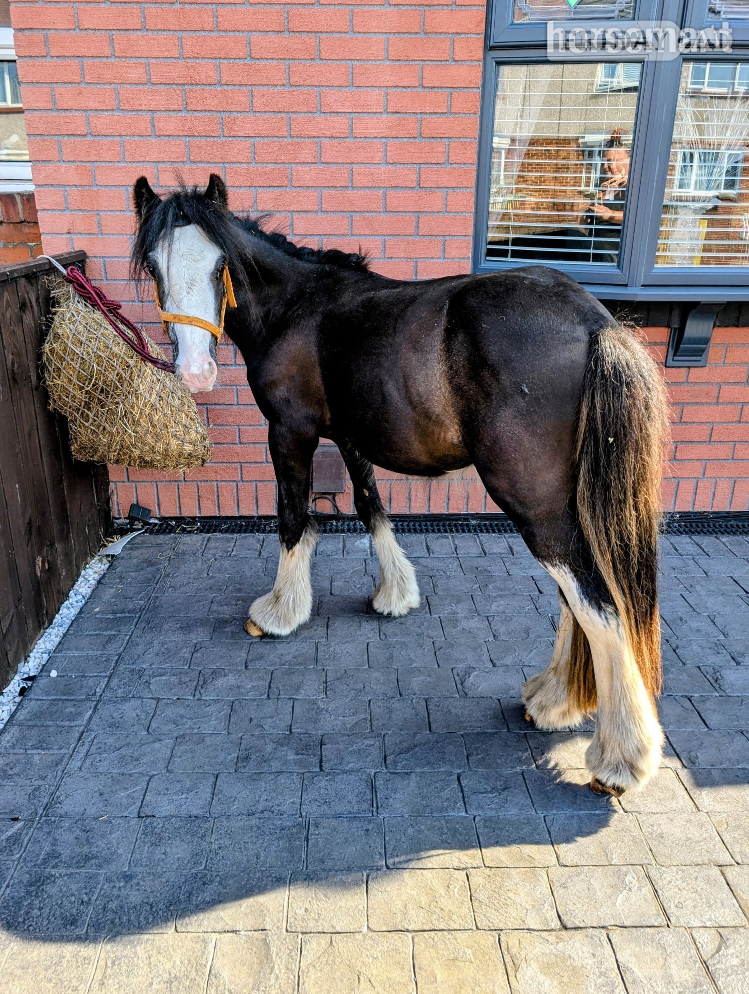 "Bullet" Other Colour Gelding Youngstock / Foal in Sunderland