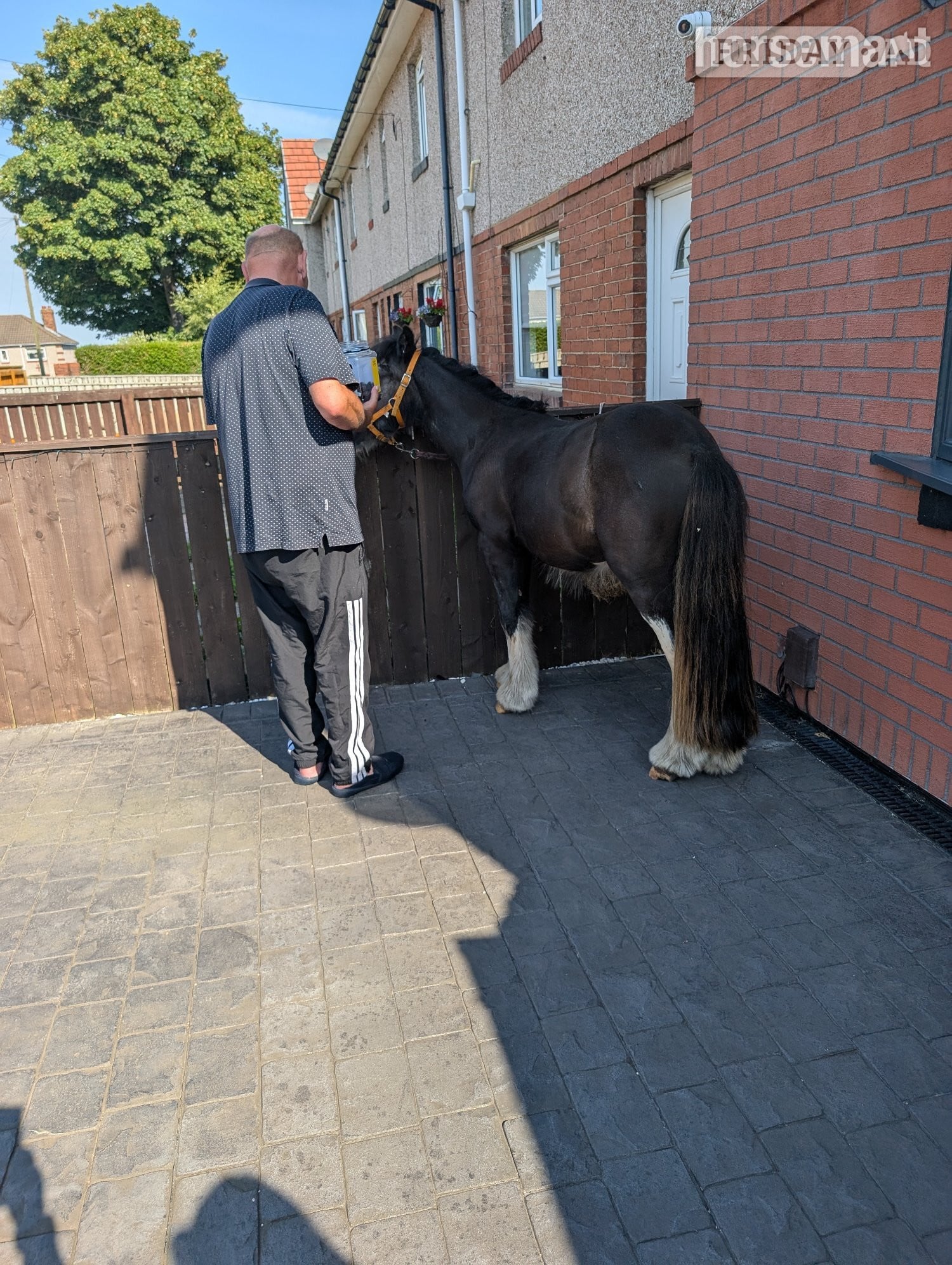 "Bullet" Other Colour Gelding Youngstock / Foal