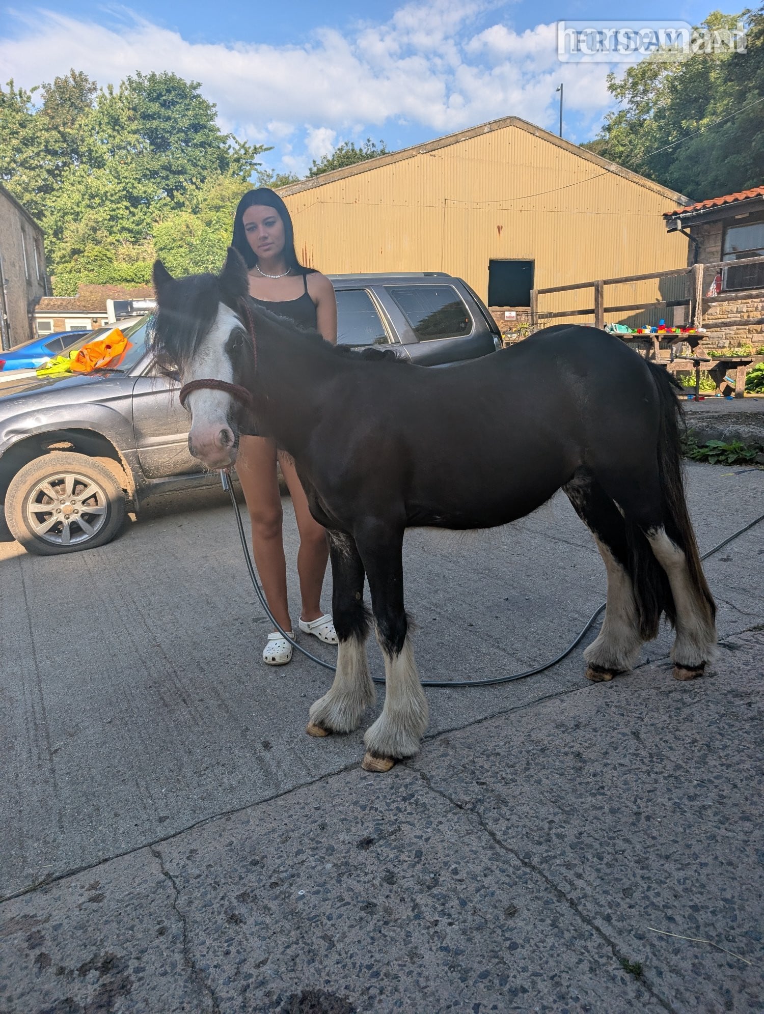 Sunderland "Bullet" Other Colour Gelding Youngstock / Foal