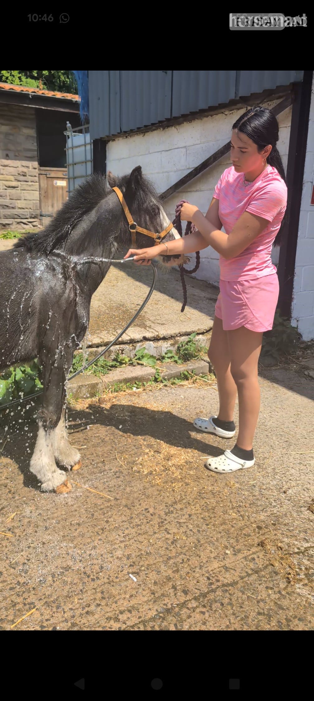 "Bullet" Other Colour Gelding Youngstock / Foal - Horses in Sunderland