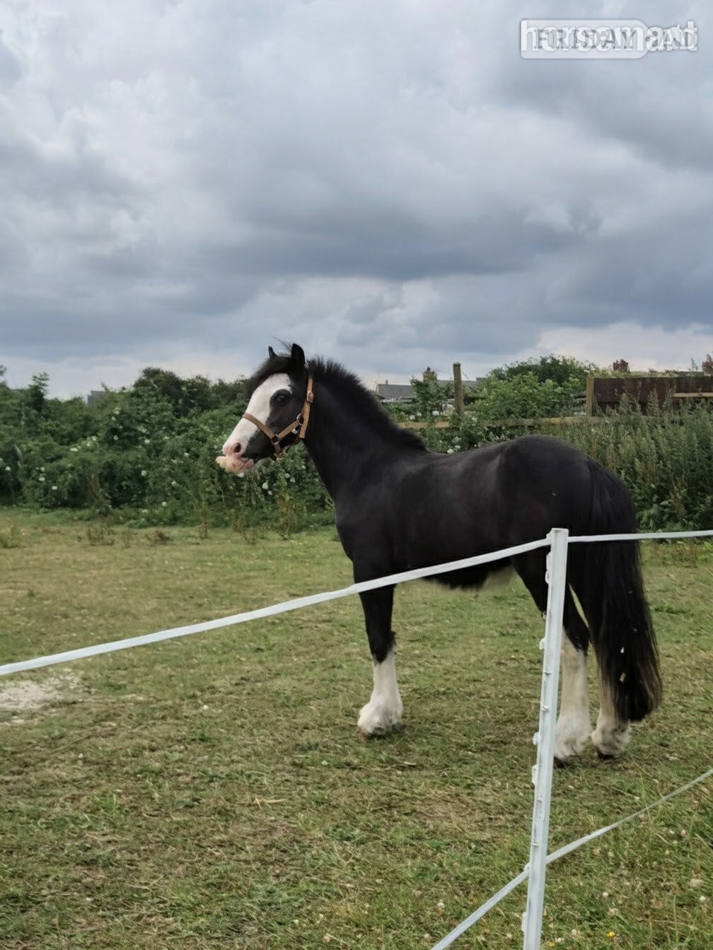 "Bullet" Other Colour Gelding Youngstock / Foal - Horses