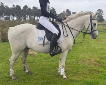 "Monkey " Grey Gelding Pony Club Pony