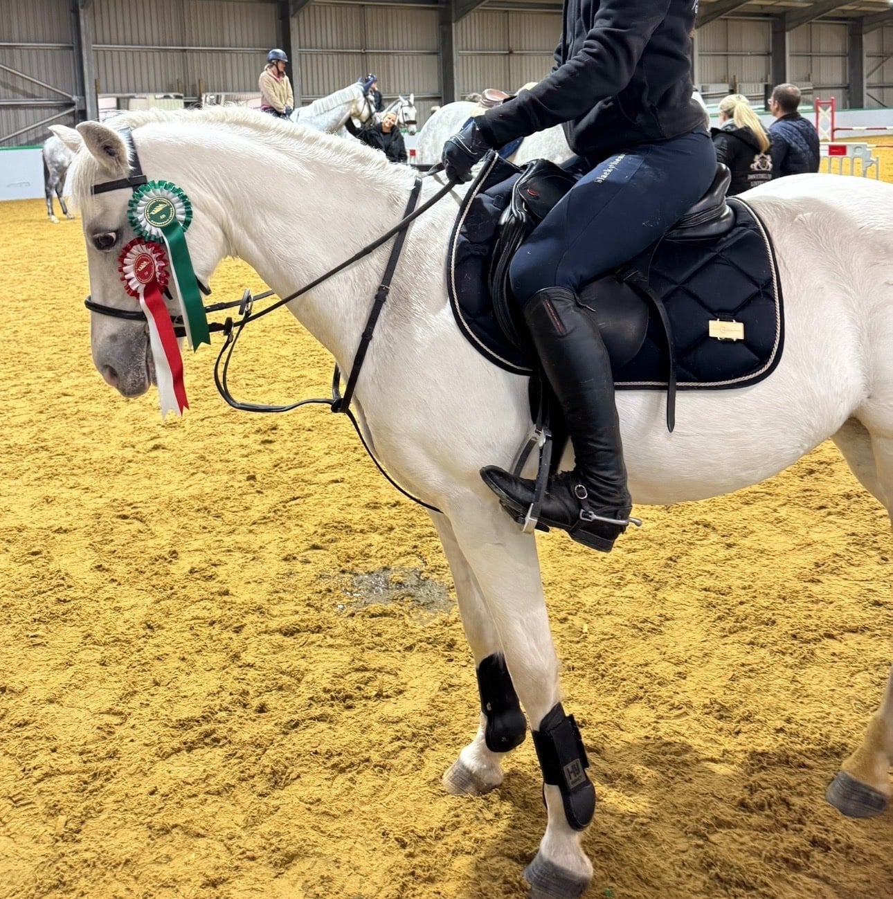 "Monkey " Grey Gelding Pony Club Pony