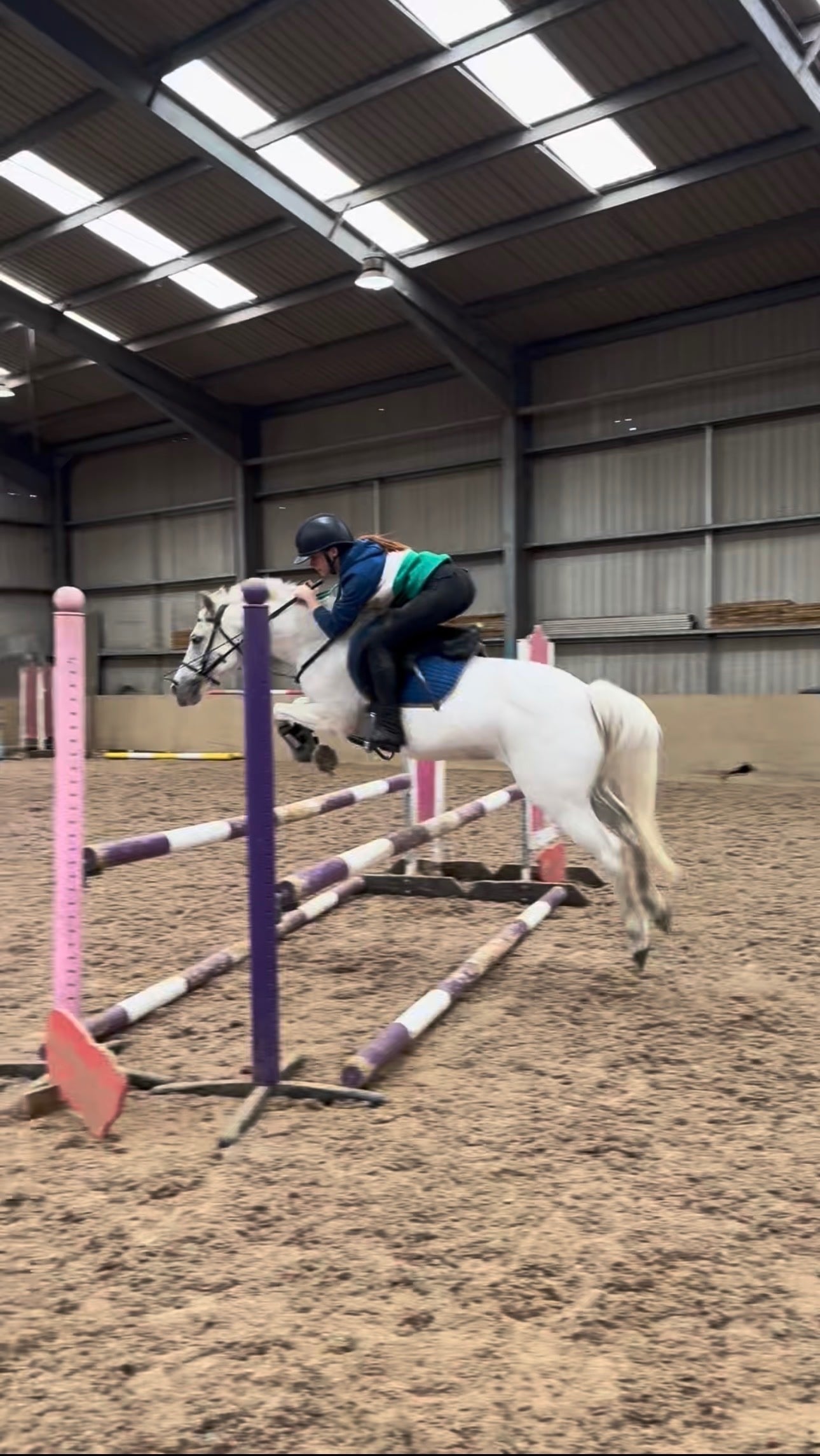 Stirling "Monkey " Grey Gelding Pony Club Pony