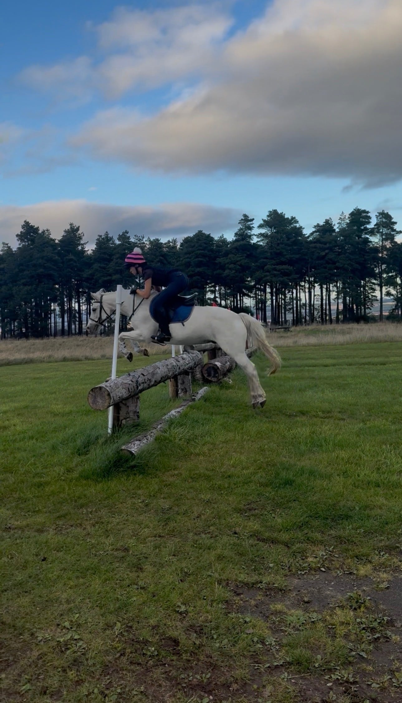 "Monkey " Grey Gelding Pony Club Pony - Horses in Stirling