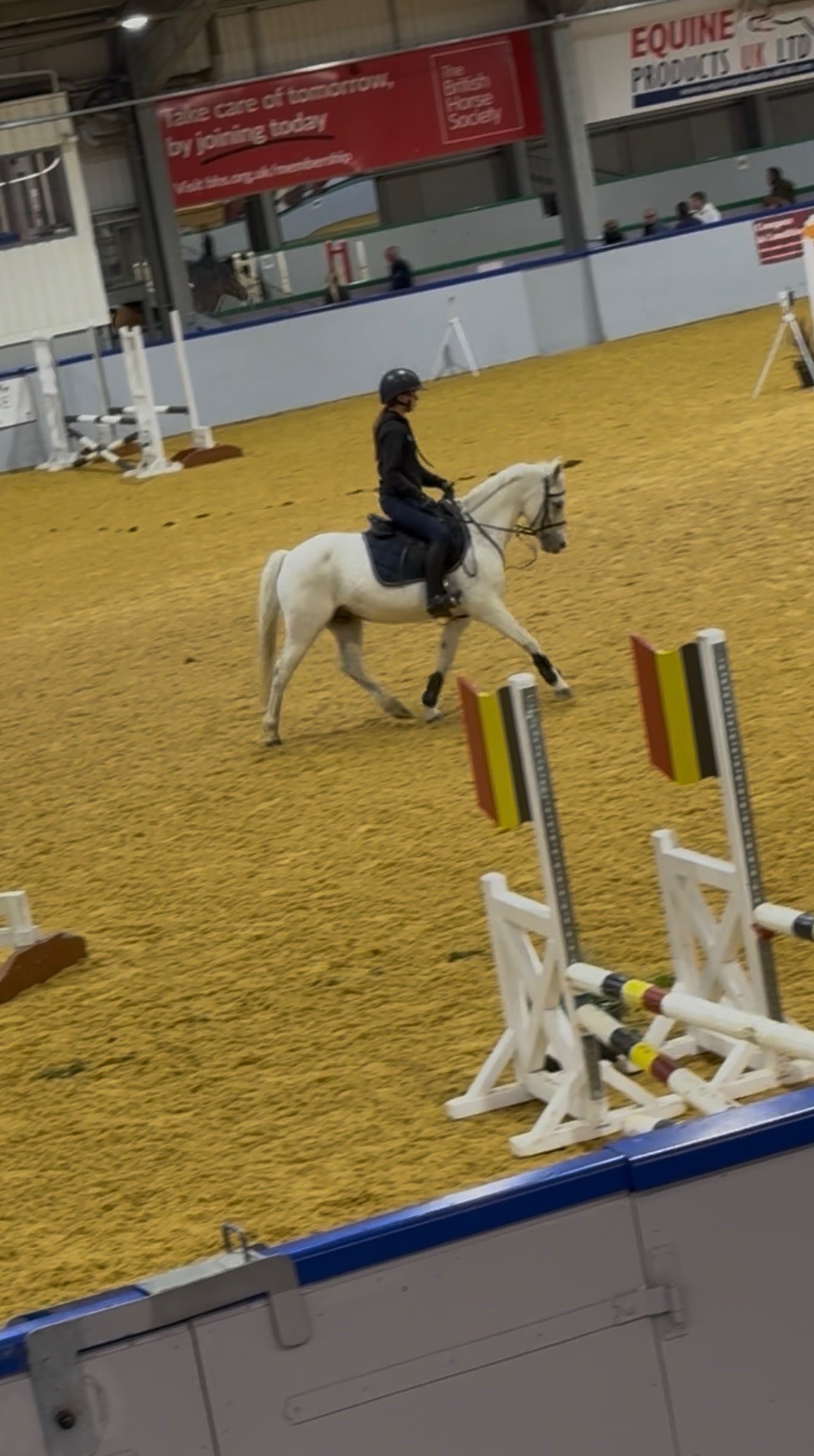 "Monkey " Grey Gelding Pony Club Pony - Horses
