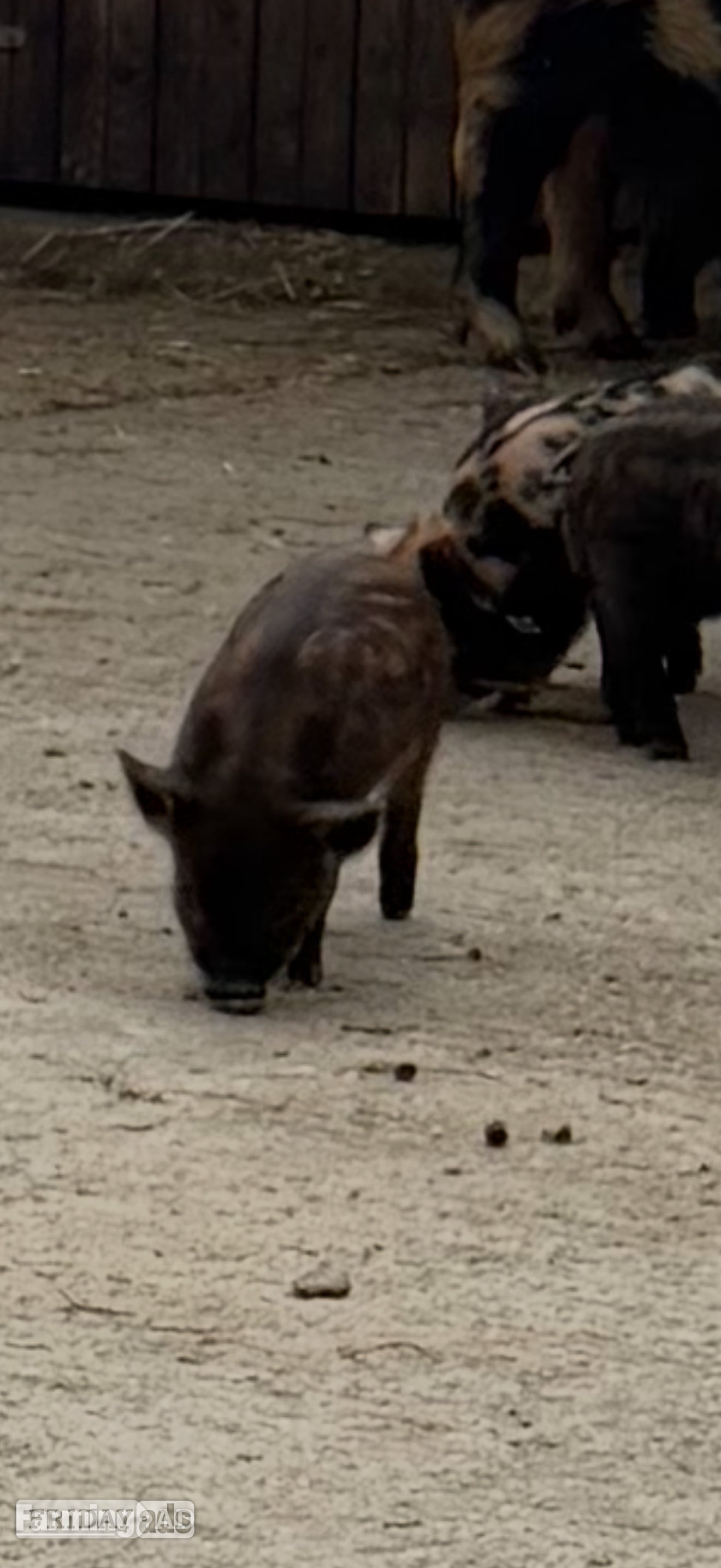Stockport Kune kunes piglets for sale 
