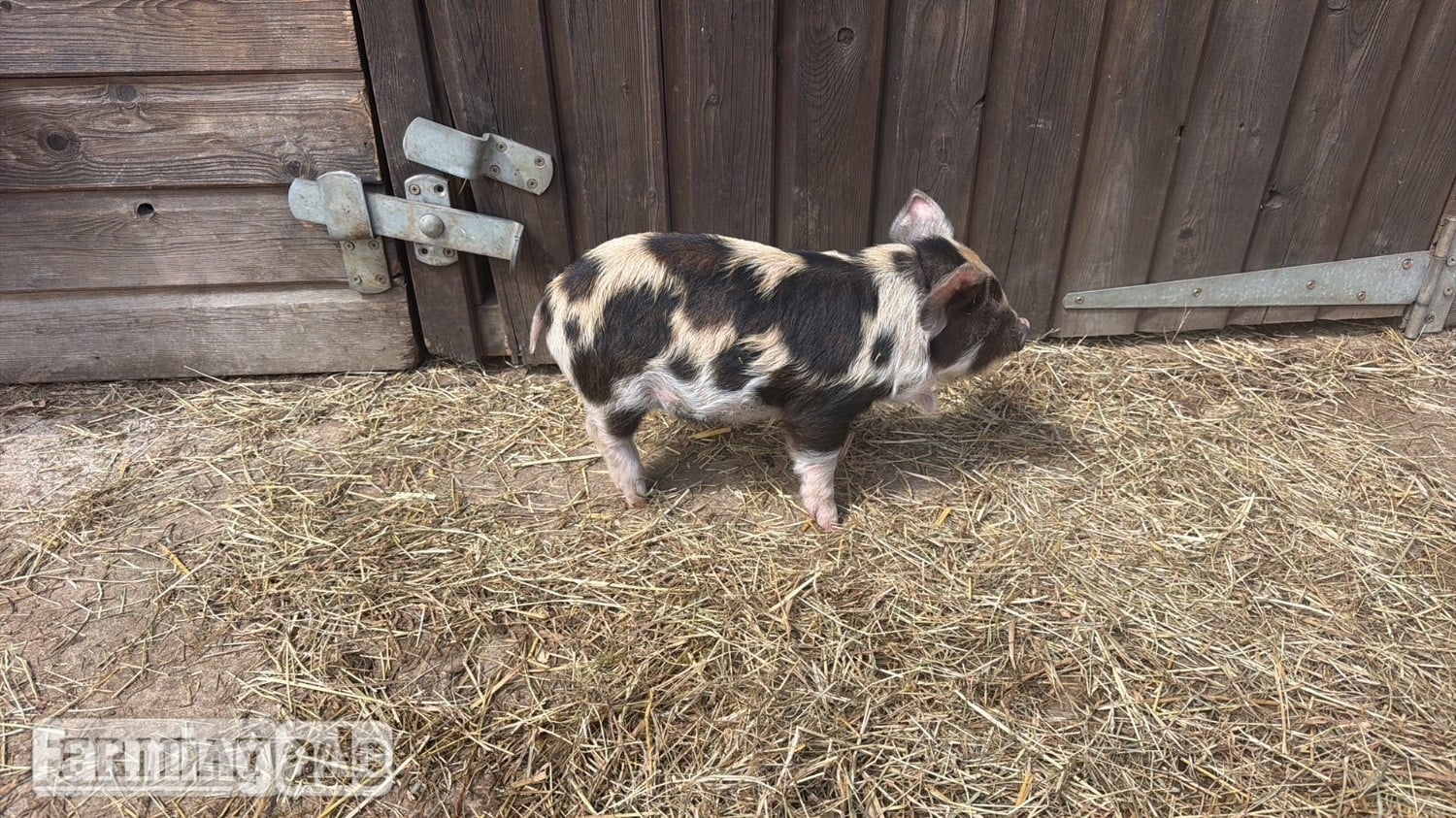 Kune kunes piglets for sale  in Stockport