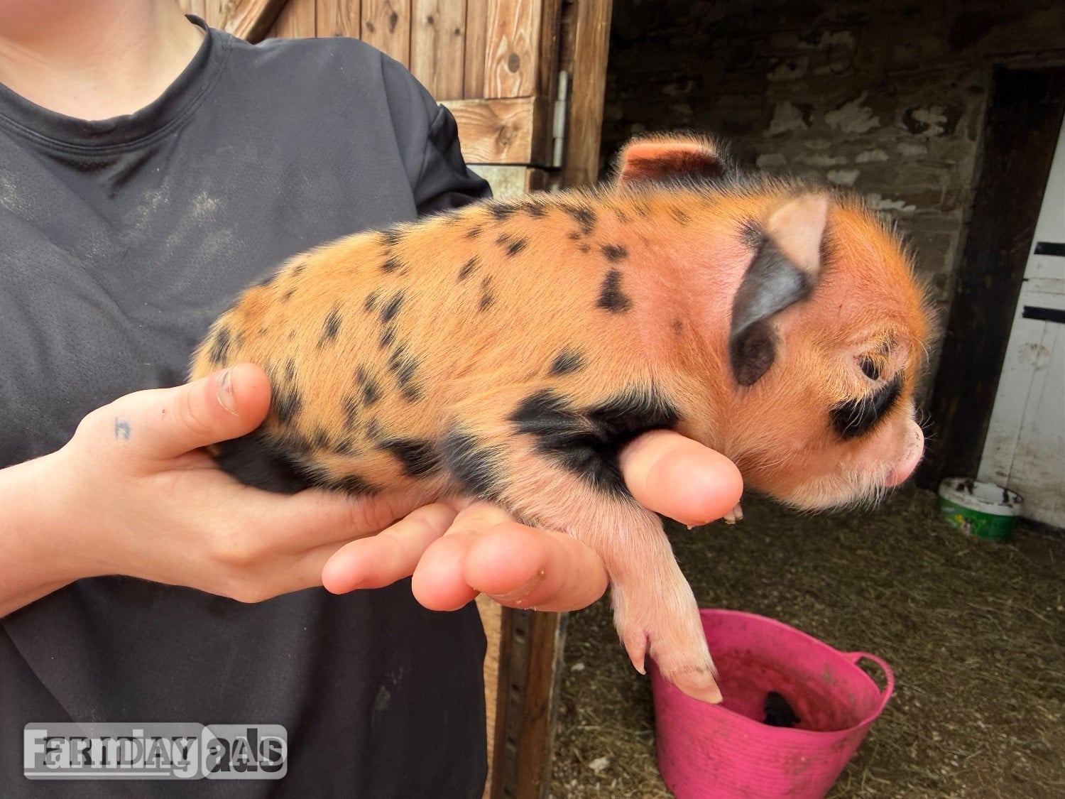 Kune kunes piglets for sale  - Livestock