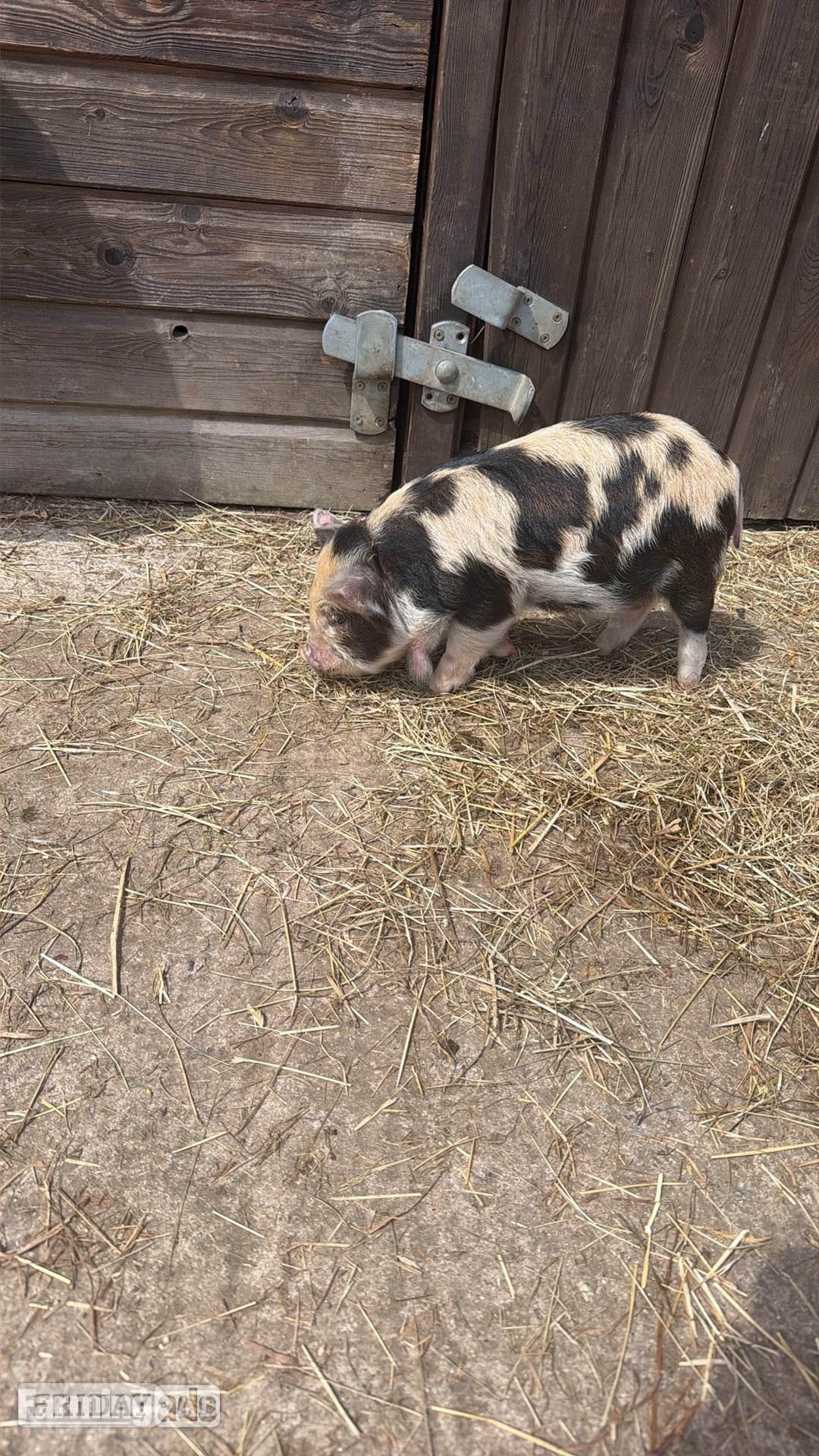 Kune kunes piglets for sale 