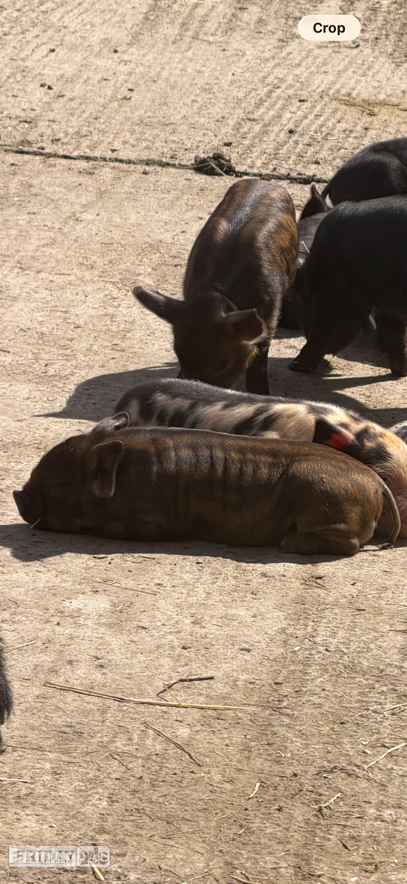 Kune kunes piglets for sale  - Livestock in Stockport