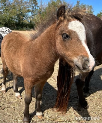 "Bromelands Daydream Believer" Bay Colt Miniature Horse