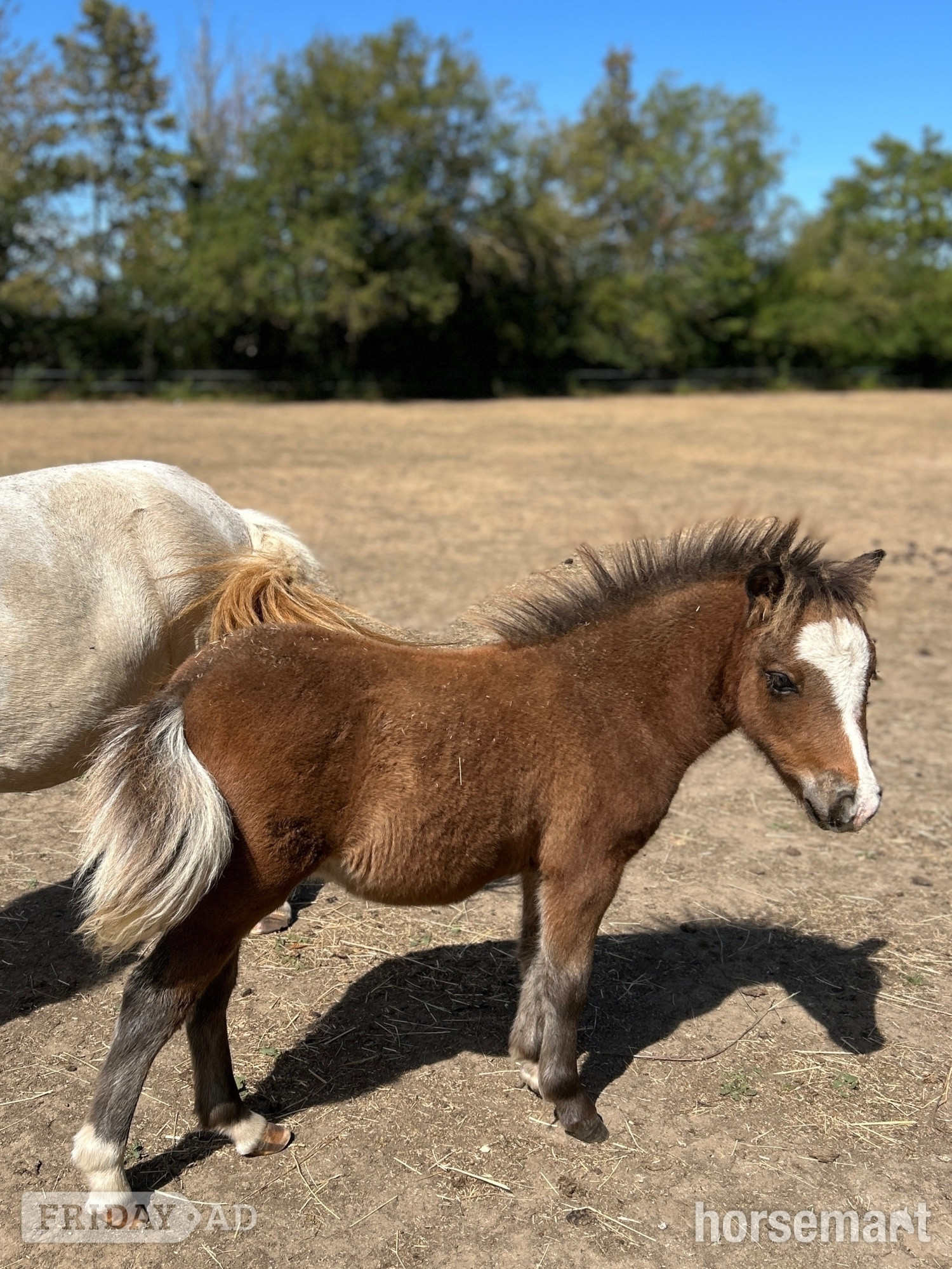 "Bromelands Daydream Believer" Bay Colt Miniature Horse