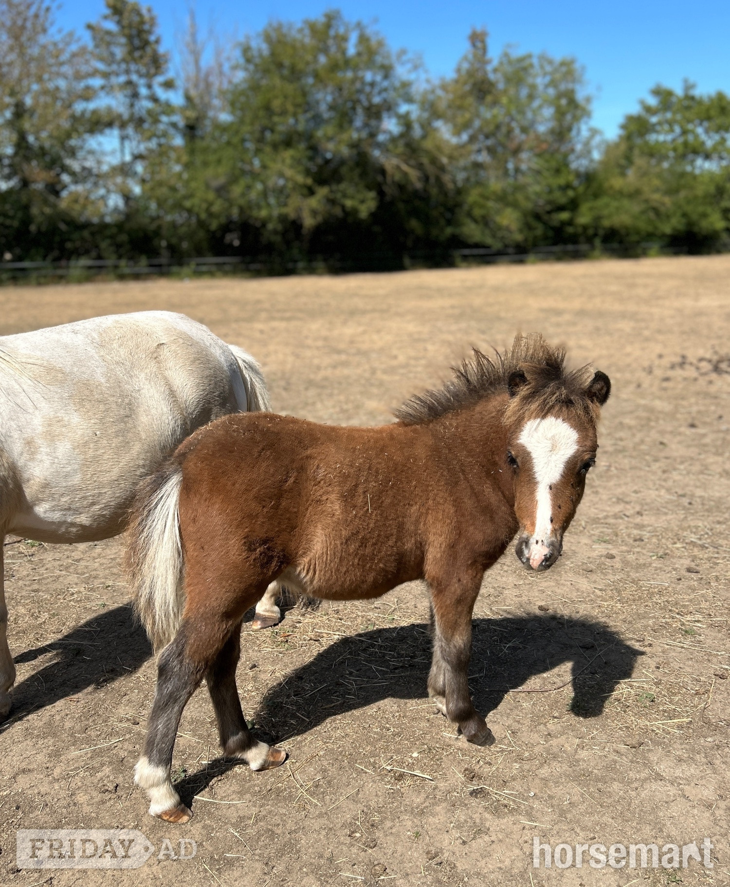 Eye "Bromelands Daydream Believer" Bay Colt Miniature Horse