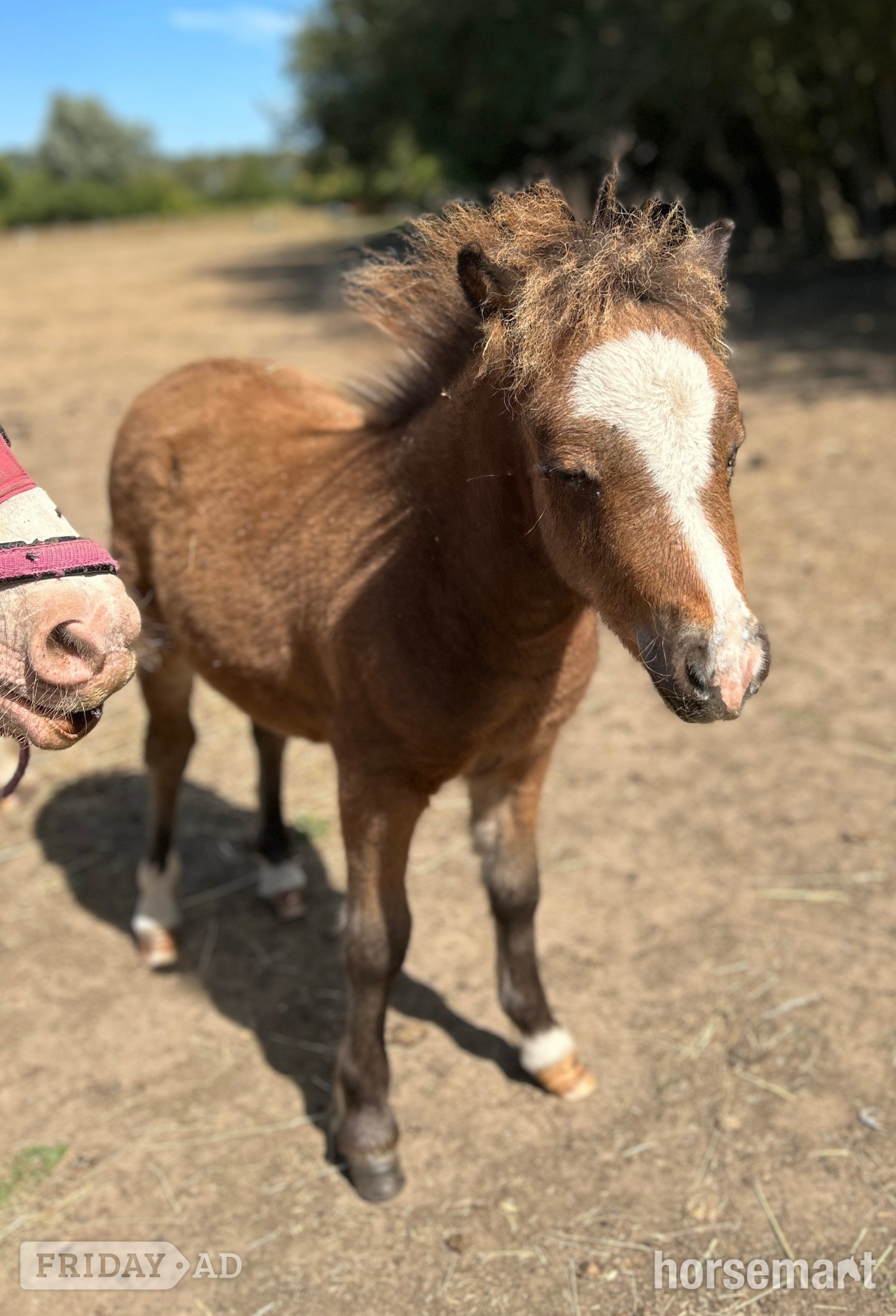 "Bromelands Daydream Believer" Bay Colt Miniature Horse - Horses in Eye