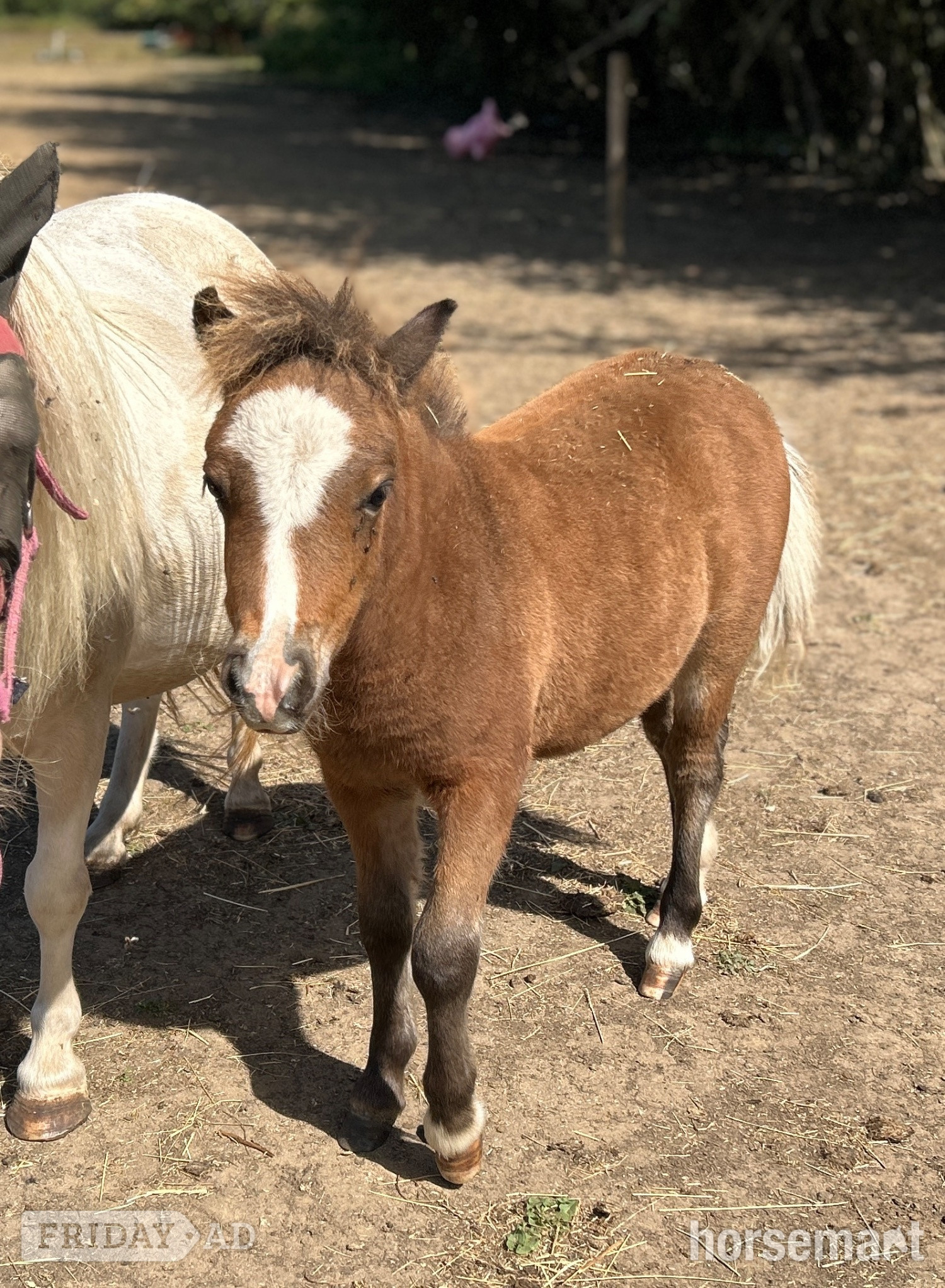 "Bromelands Daydream Believer" Bay Colt Miniature Horse - Horses