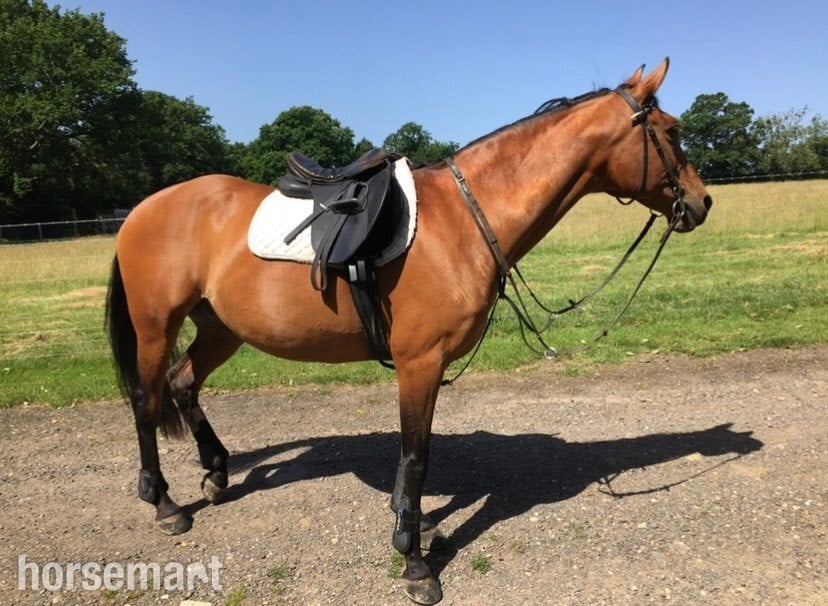 Sharer required for beautiful hacking on the Ashdown Forest  in Hartfield