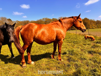 "RID C1 In foal to Cos Me is Black" Chestnut Mare Broodmare
