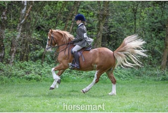 "PRINCE HARRY" Chestnut Gelding All Rounder