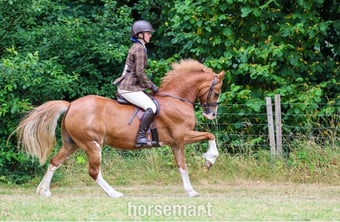 "PRINCE HARRY" Chestnut Gelding All Rounder