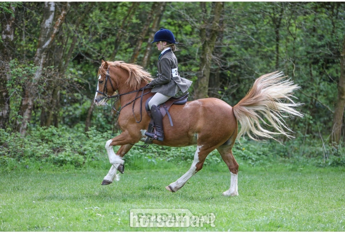 "PRINCE HARRY" Chestnut Gelding All Rounder in Rochdale