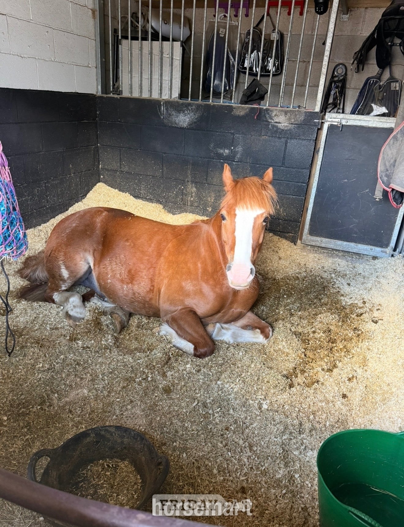 "PRINCE HARRY" Chestnut Gelding All Rounder