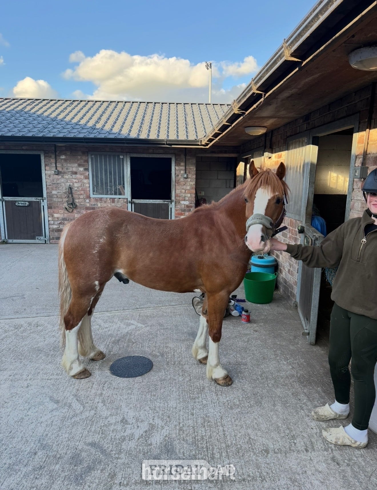 Rochdale "PRINCE HARRY" Chestnut Gelding All Rounder