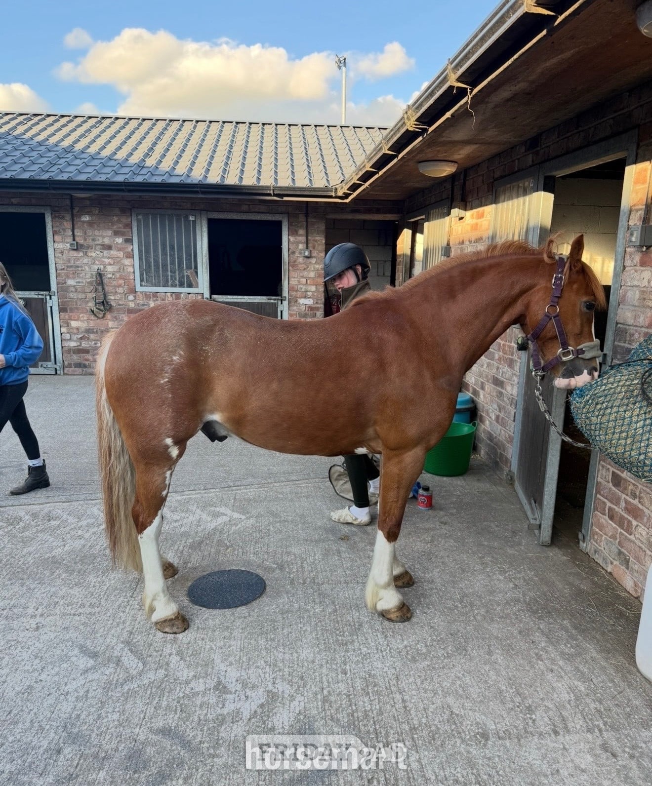 "PRINCE HARRY" Chestnut Gelding All Rounder - Horses in Rochdale