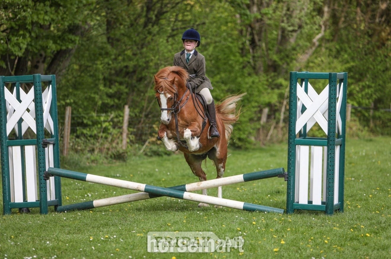 "PRINCE HARRY" Chestnut Gelding All Rounder - Horses