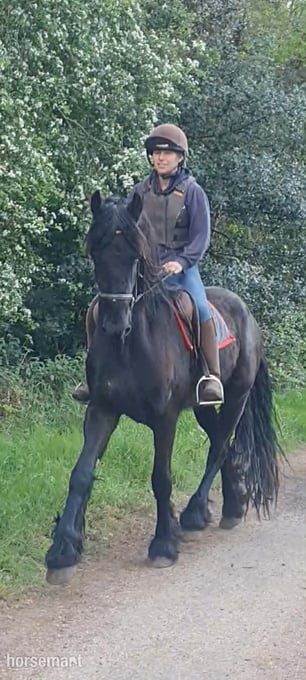 "Jasper" Black Gelding All Rounder